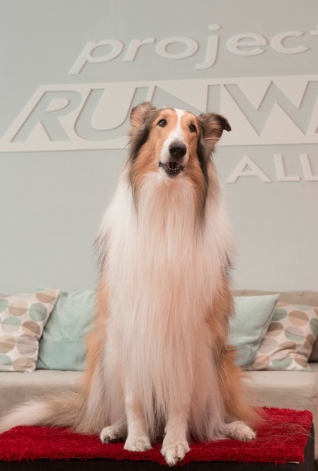 Project Runway All Stars 2015 Spoilers – Week 12 Preview 2