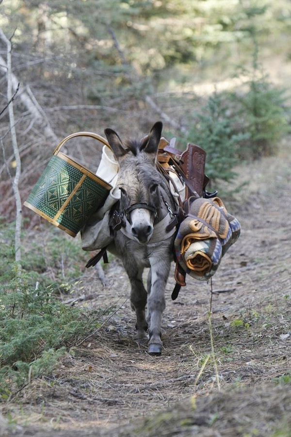 DONKEY